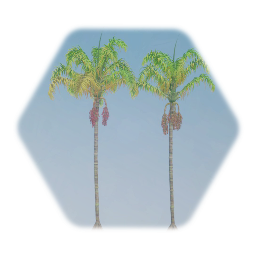 Stilt Palm Trees