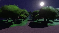 Forest Night