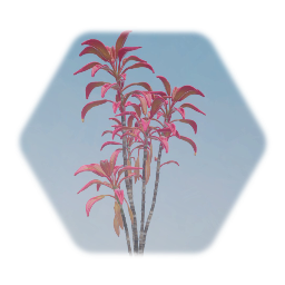 Hawaiian Cordyline Ti Tree