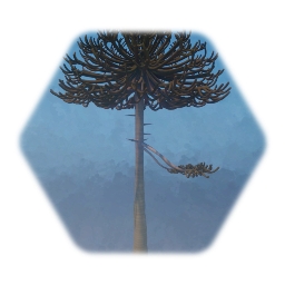 Araucaria Araucana, +250 years old