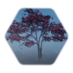 Japanese Bloodgood Maple