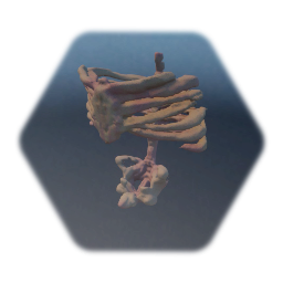 Bones - Ribs and Pelvis