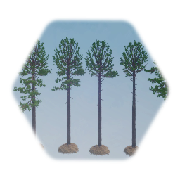 Loblolly Pine Tree