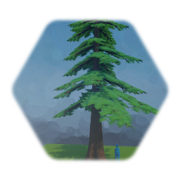 Douglas Fir Tree