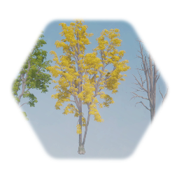 Eastern Cottonwood Tree