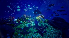 Coral Reef Adventures