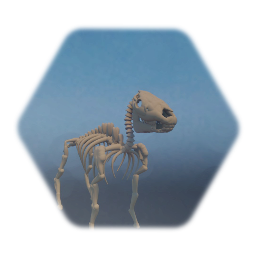 Horse Skeleton