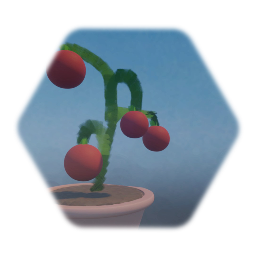 Tomato Plant in a pot