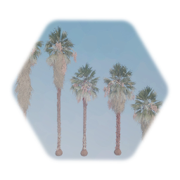 California fan palms