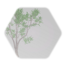 Silver Maple Tree Mature