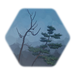 Japanese White Pine tree