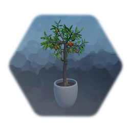 Community Garden : Potted Kumquat Tree