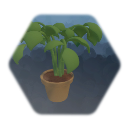 House Plant