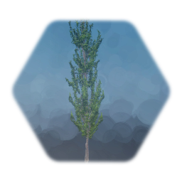 Lombardy Poplar tree