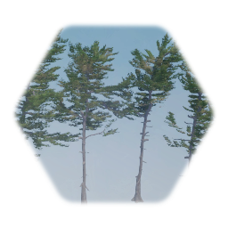 Eastern White Pine Tree