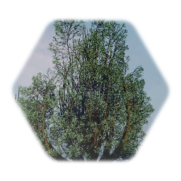 Juniper bush