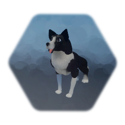 Border Collie