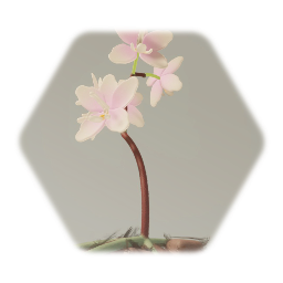 Fluffy's Garden Flowers Collection