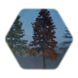 Northern Pin Oak Tree