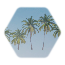 Coconut palm tree