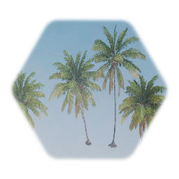 Coconut Palm Tree