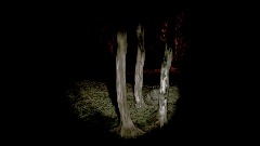 At night in the woods