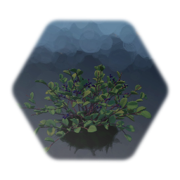 Huckleberry Bushes Berries