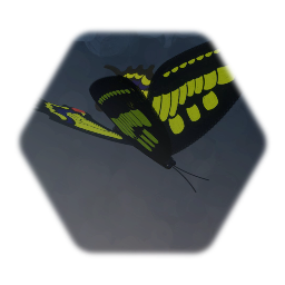 アゲハ蝶 Swallowtail butterfly