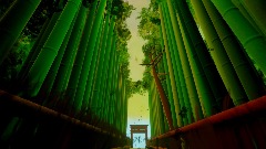 Bamboo Forest