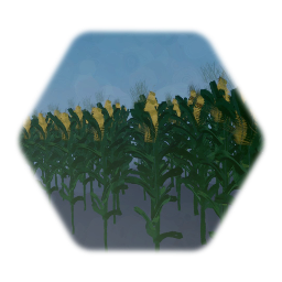 Corn Field