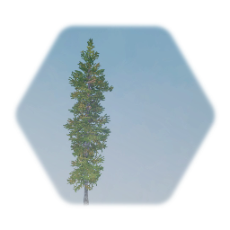 Black Spruce