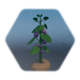 Egg Plant