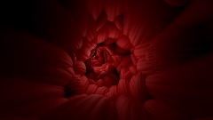 The Underbelly: Muskeltunneln