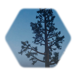 Pine Tree