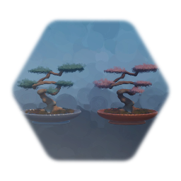 Juniper Bonsai Tree