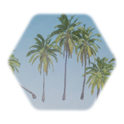 Coconut palm