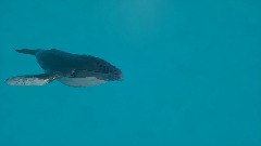 Whale Sim