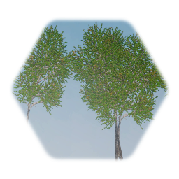 Red Maple Tree