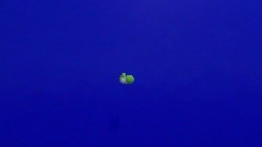 "The Dancing Yoshi Song"