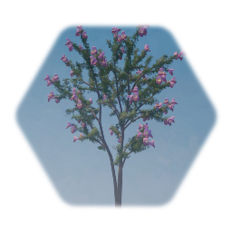 Desert Willow Tree