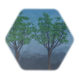 Japanese Zelkova Tree