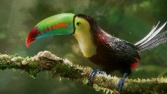 Remix of Keel-billed Toucan (Remixable)