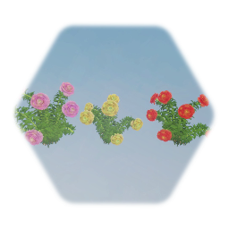 Peony Flower