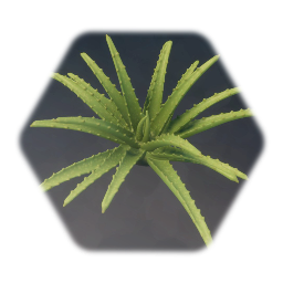Aloe Vera