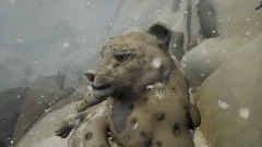 Snow leopard
