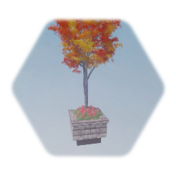 Zelkova tree in marble planter