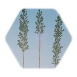 Lodgepole Pine tree