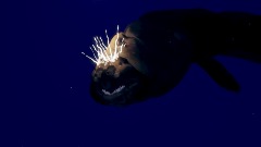 The bloop test for @Jimmy_Cultist_