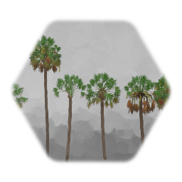 Sabal Palmetto Tree