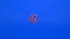 Simple Cookie Clicker